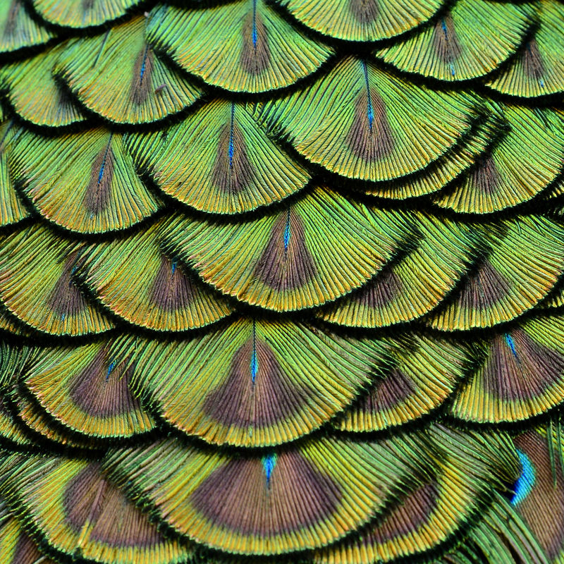 大背景纹理中绿色孔雀羽毛的特写镜头