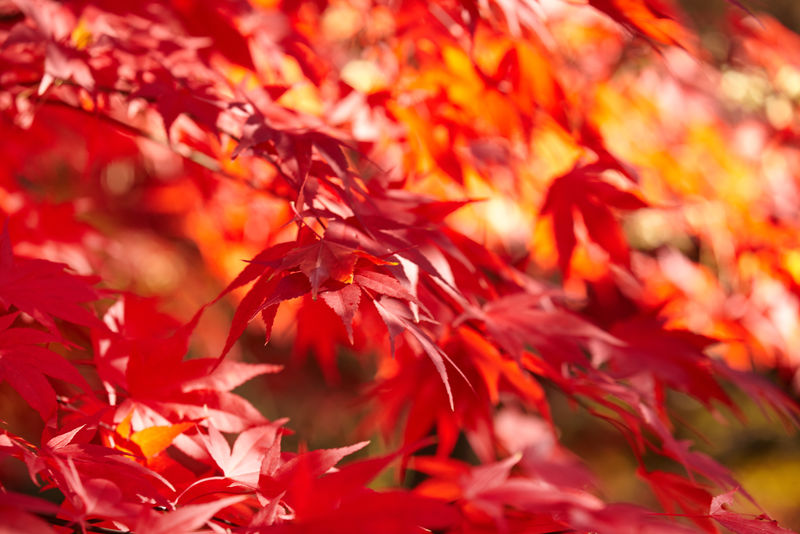 红叶，秋天的概念