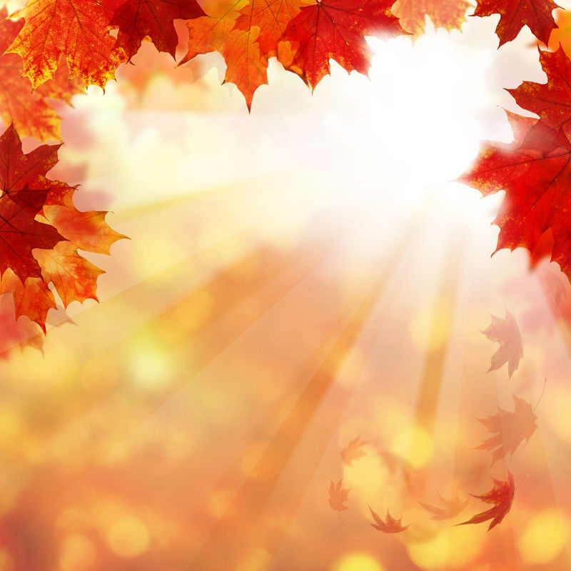 秋天的背景是枫叶和阳光。抽象秋季