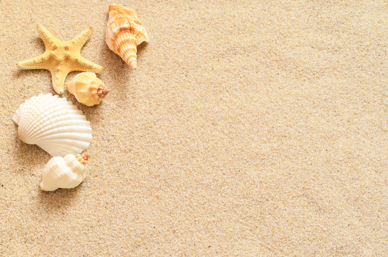 沙子上的贝壳
