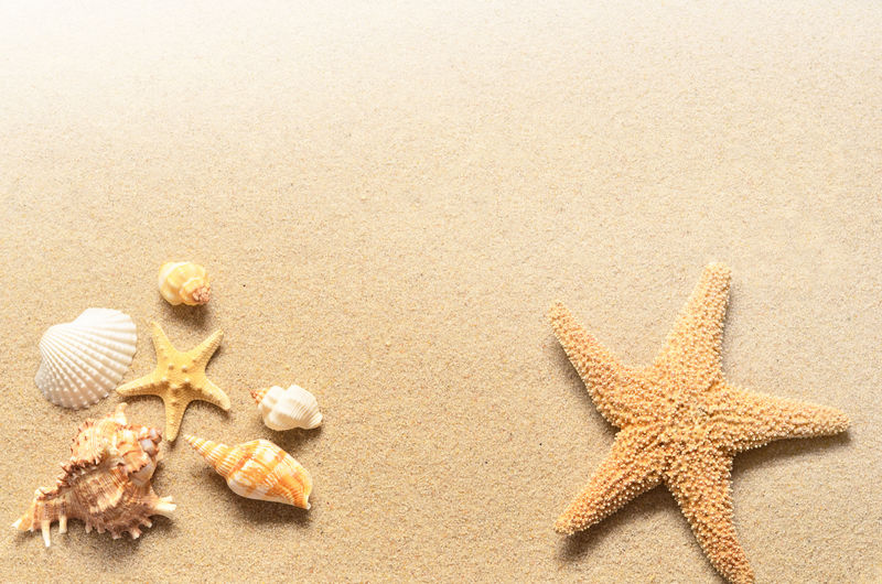 夏日海滩-海星和海贝在沙滩上