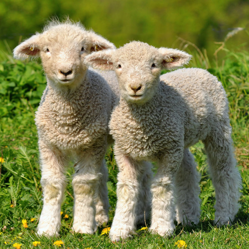 两只可爱的小羊