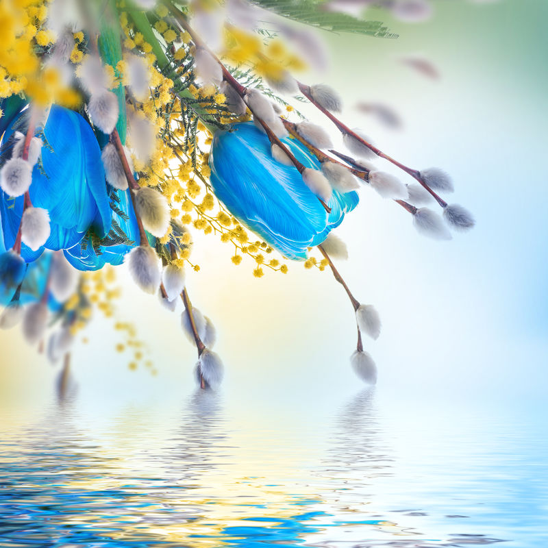 蓝色郁金香含羞草-春天背景