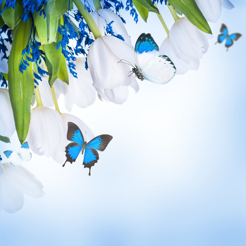 白郁金香-青草和蝴蝶-花卉背景