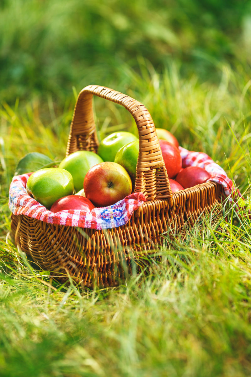户外的篮子里盛产有机苹果-秋天的苹果收获在篮子里-在花园里的青草上