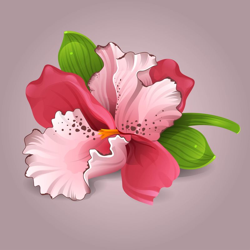 美丽的粉红色兰花