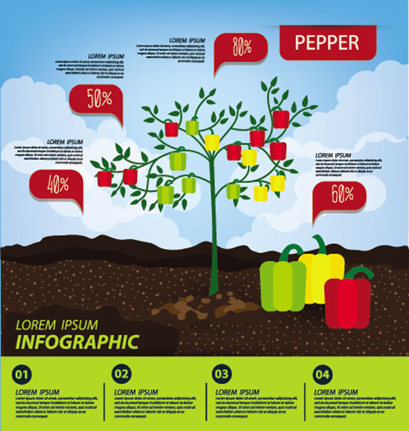 胡椒-信息图表-蔬菜矢量图