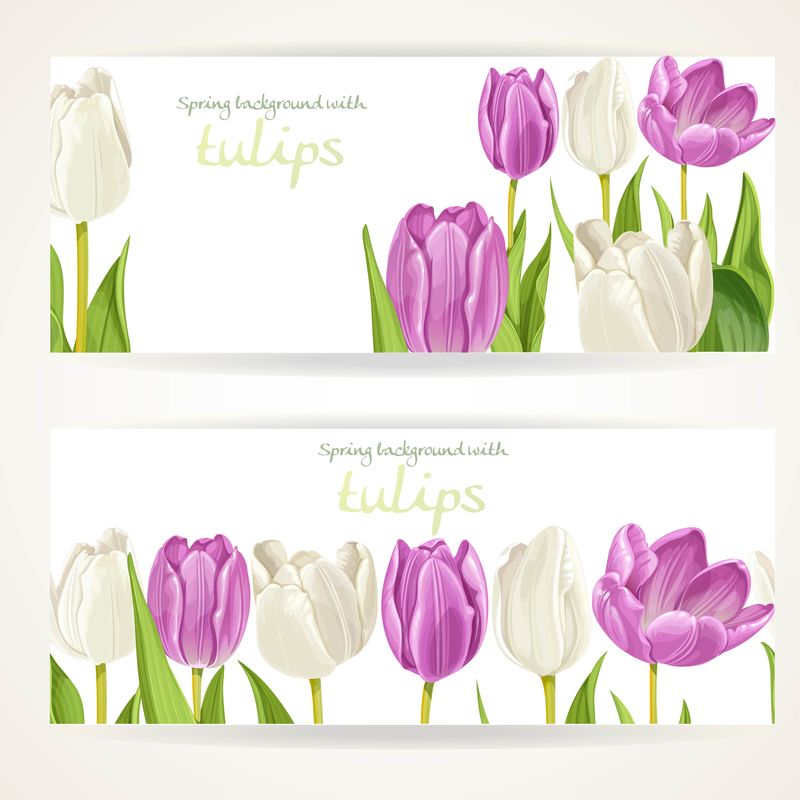 两个横幅上有白色和紫色的郁金香花