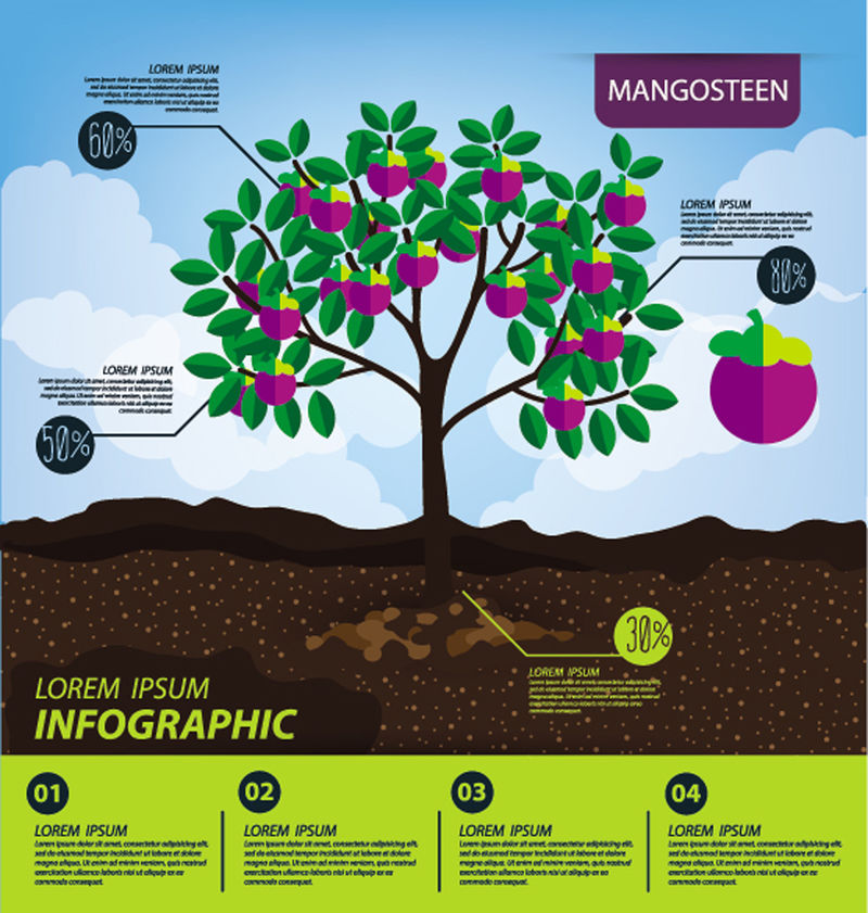 Mangosteen-信息图表-水果矢量图