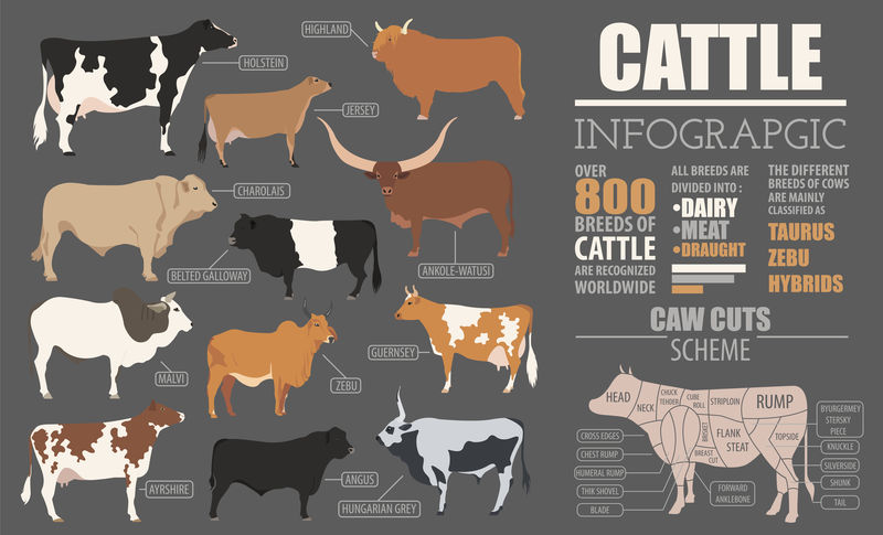 养牛信息图模板。平面设计