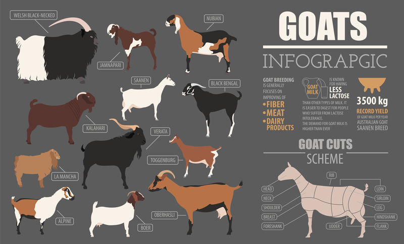 山羊品种信息图模板。畜牧业。平面设计
