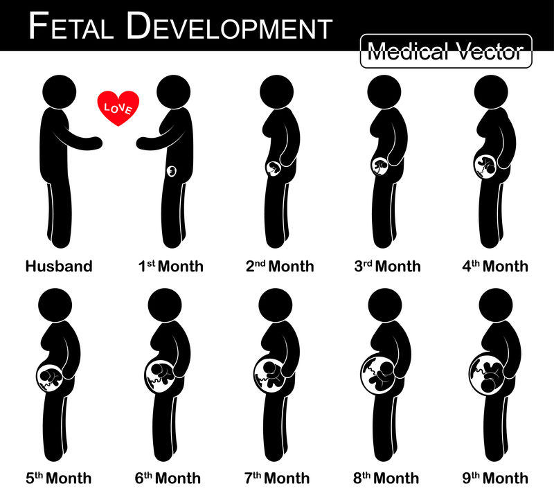 胎儿发育（孕妇和胎儿在子宫中生长）（逐步）（医学、科学和保健概念）（夫妻概念）（平面、黑白设计）（爱与家庭）