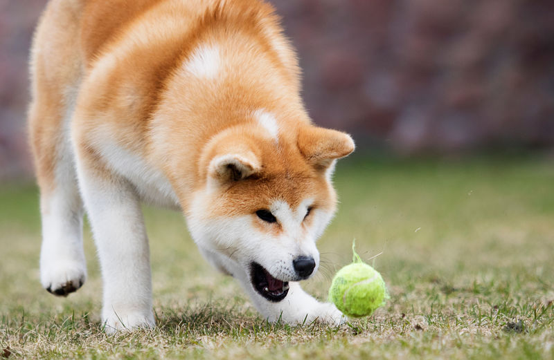 活跃的日本秋田犬跑向球