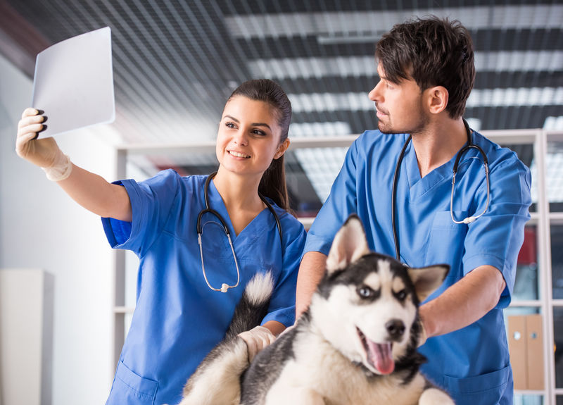 带狗的兽医正在兽医诊所检查狗的X光片