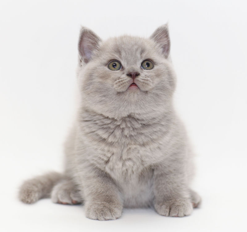灰色可爱的英国小猫咪