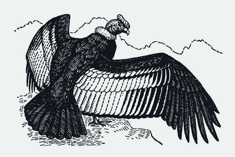 安第斯秃鹰（秃鹰），站在岩石上蔓延
