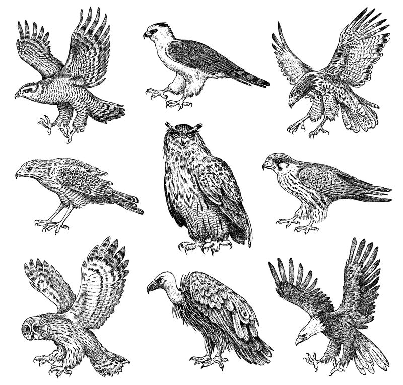 一组逼真的鸟-苍鹰、秃鹰、苍鹰、黑风筝、猫头鹰和鹰-雕刻图形风格的手绘矢量草图