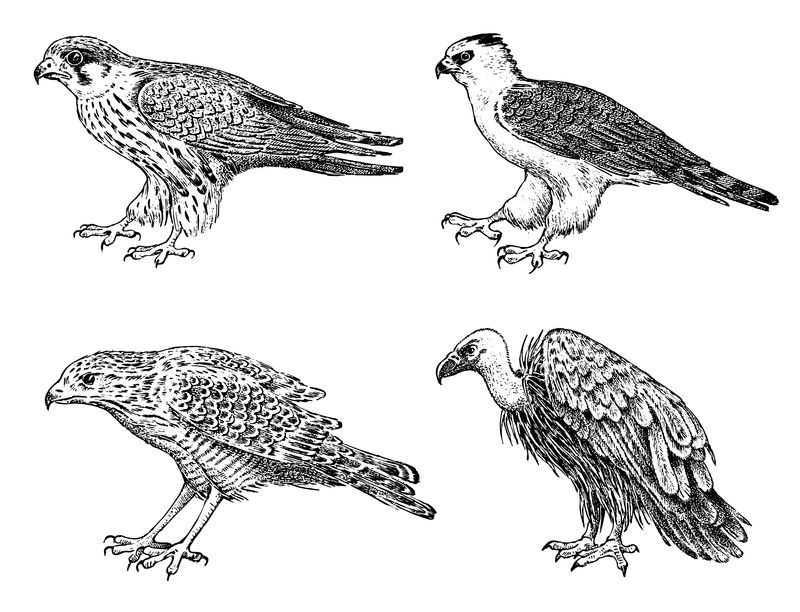 一群野鸟-苍鹰、秃鹫、苍鹞、黑风筝和鹰-雕刻图形风格的手绘矢量草图