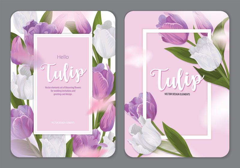 盛开美丽的紫白郁金香花的背景模板-婚礼请柬、贺卡、代金券、宣传册和横幅设计用鲜花矢量集