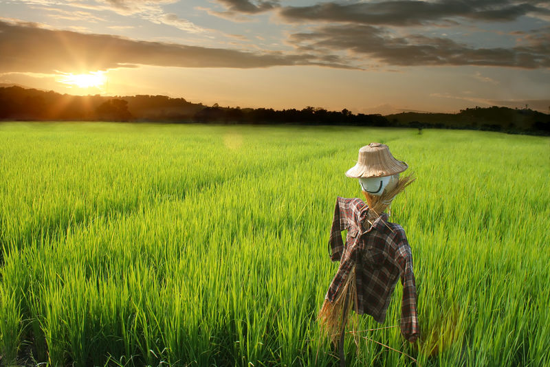 日落时分-稻草人在绿色的稻田里微笑着