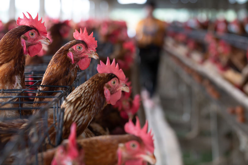 工厂养鸡，泰国鸡笼工业农场养鸡，畜牧业和农业综合企业，食品生产和产业理念