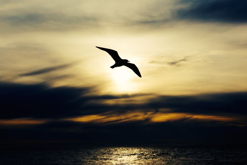 日落时海鸥飞过海面