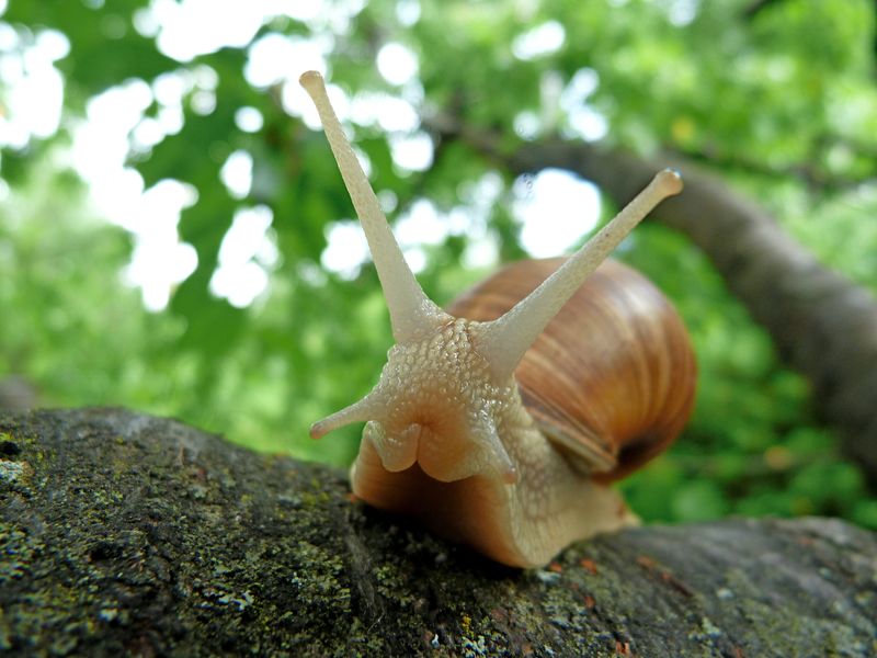 蜗牛在石头里爬行-苔藓背景