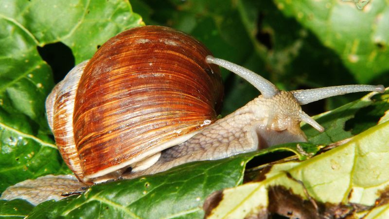 勃艮第蜗牛-罗马蜗牛-食用蜗牛-蜗牛-海螺