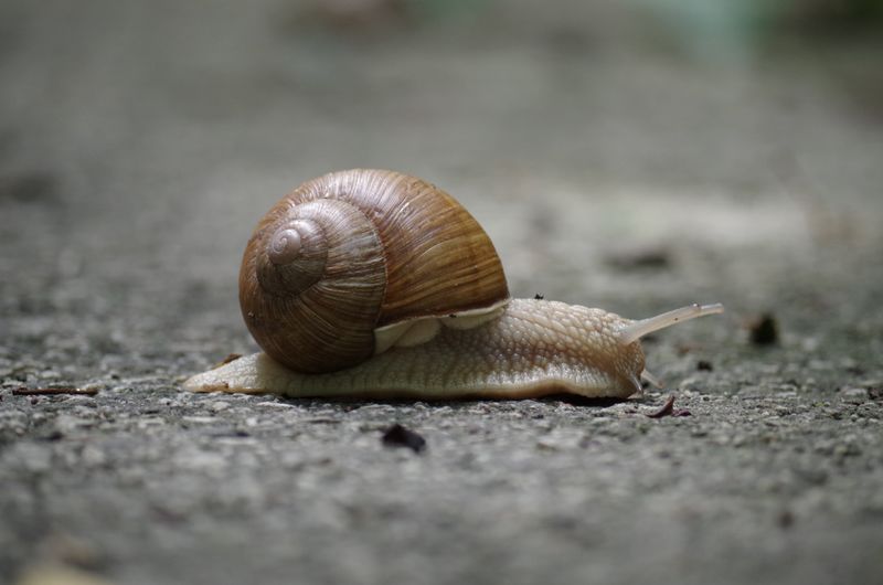 米色蜗牛-侧壳棕色