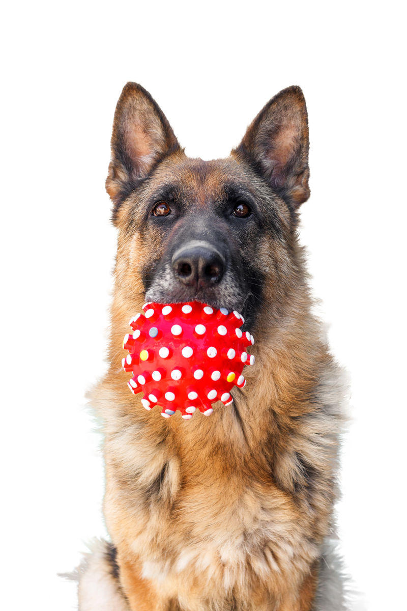 德国牧羊犬的头-嘴里叼着红色的球-被白色隔离