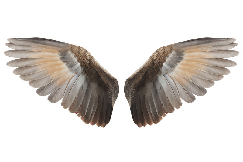翅膀