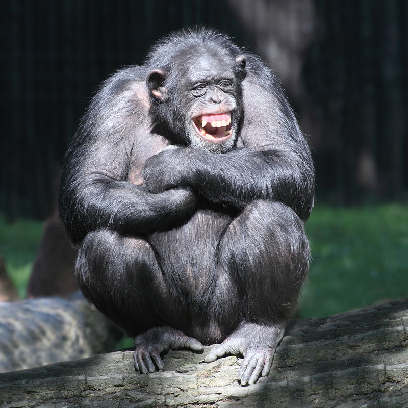 微笑的快乐黑猩猩