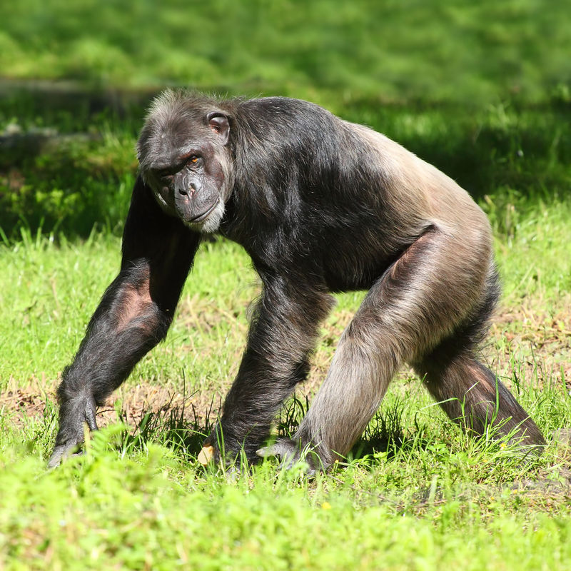 黑猩猩在草地上行走