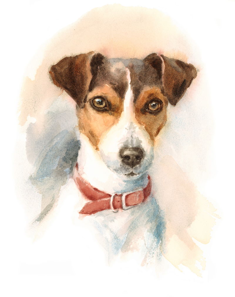 水彩狗杰克拉塞尔梗肖像-手绘动物宠物插图隔离在白色背景上
