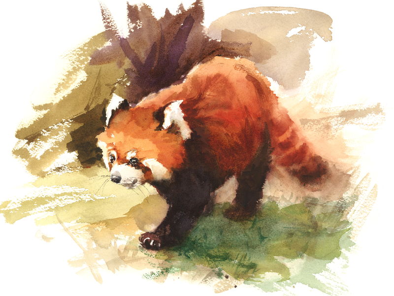 水彩画小熊猫动物插图手绘野生动物