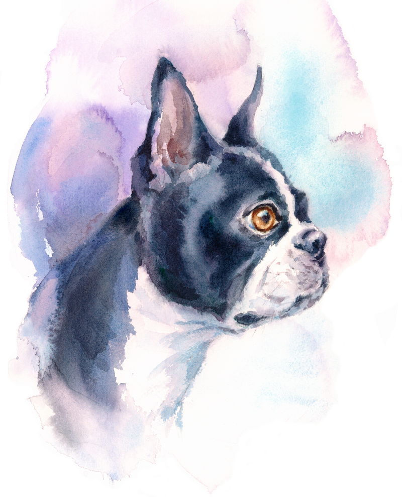 水彩画狗波士顿猎犬肖像-手绘动物宠物插图，白色背景隔离