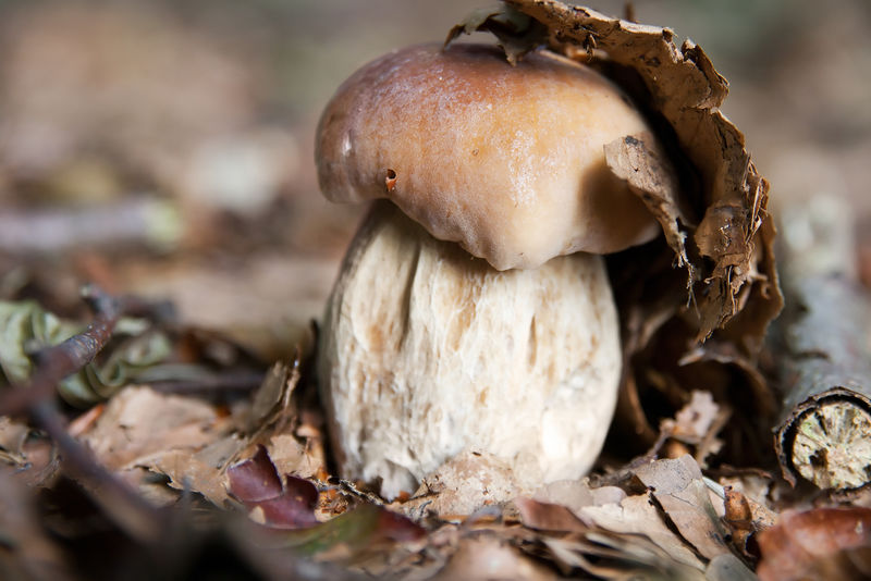 西普或波奇尼蘑菇。