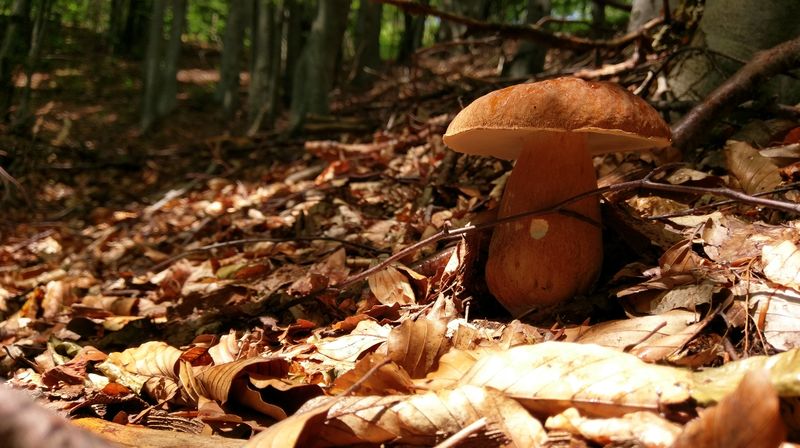 波奇尼蘑菇。