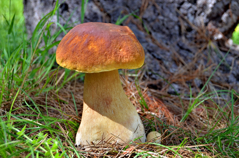 波奇尼蘑菇。