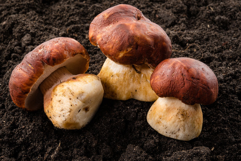 三个波西尼蘑菇。在森林里生长。