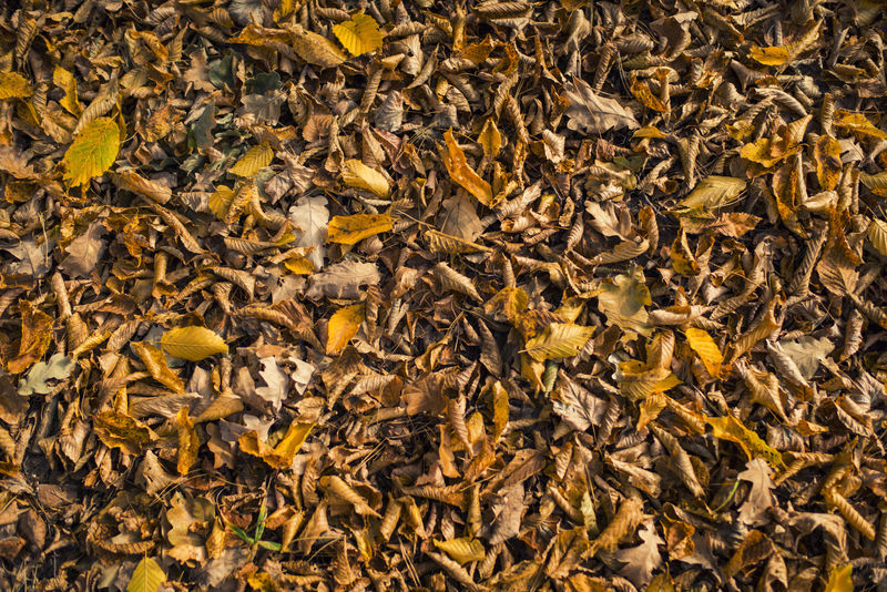 地上有许多枯叶