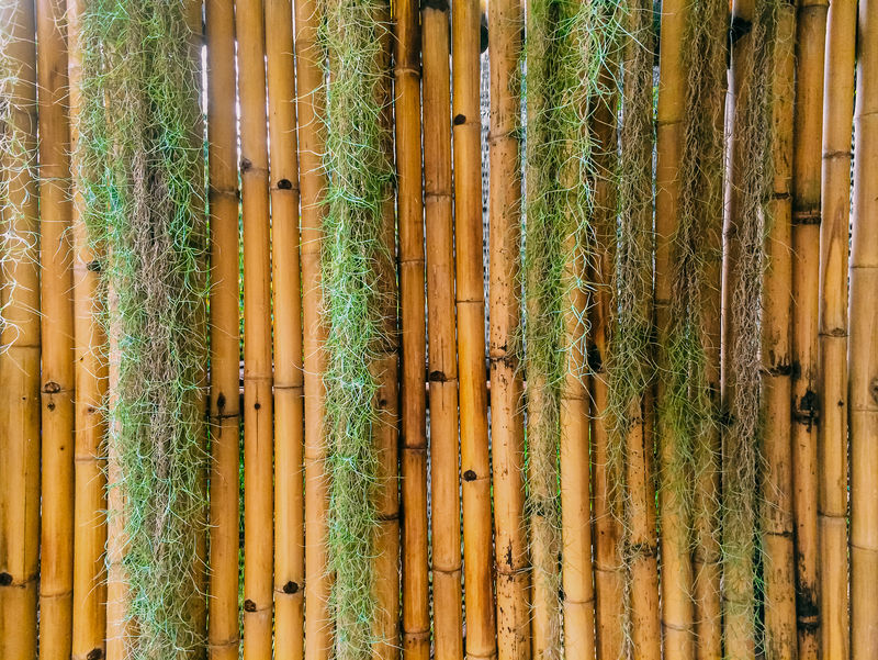 竹底西班牙苔藓