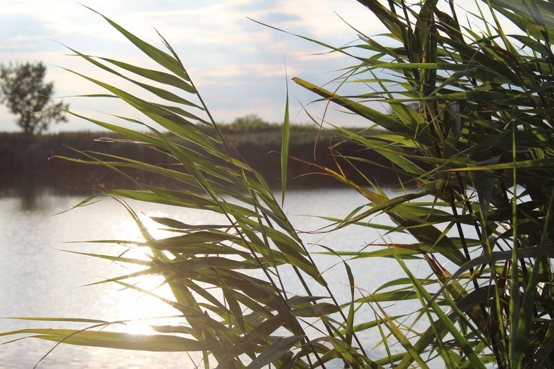 夏天在河边放松，阳光透过芦苇