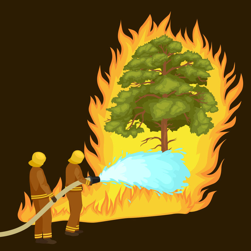身穿防护服、头戴头盔的消防员用消防水龙带将危险的野火扑灭。消防员和救援直升机扑灭森林景观中的火灾