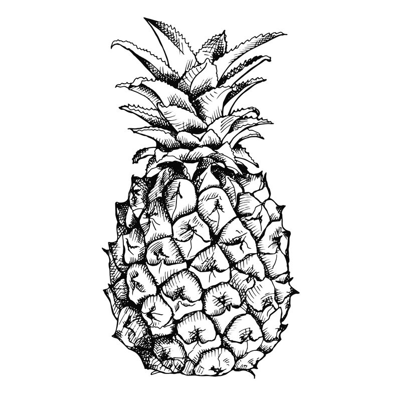 菠萝果的图像-矢量黑白插图