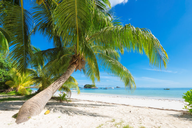 牙买加天堂岛绿松石海的热带沙滩-有棕榈树和帆船-度假海滩旅游概念