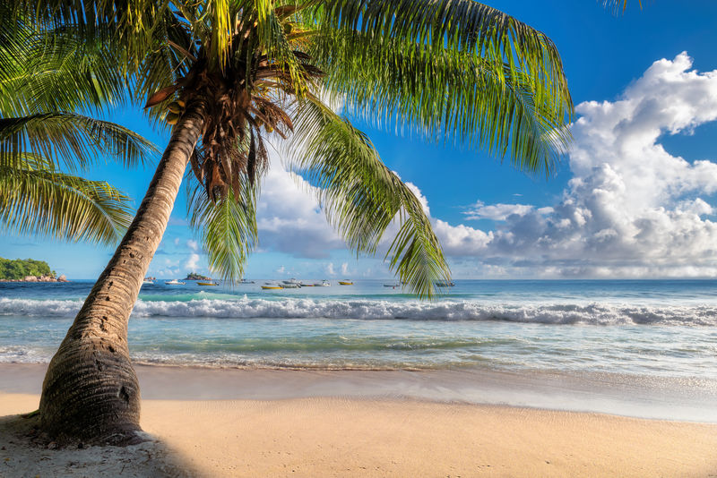 在天堂岛日出时美丽的沙滩上的可可棕榈