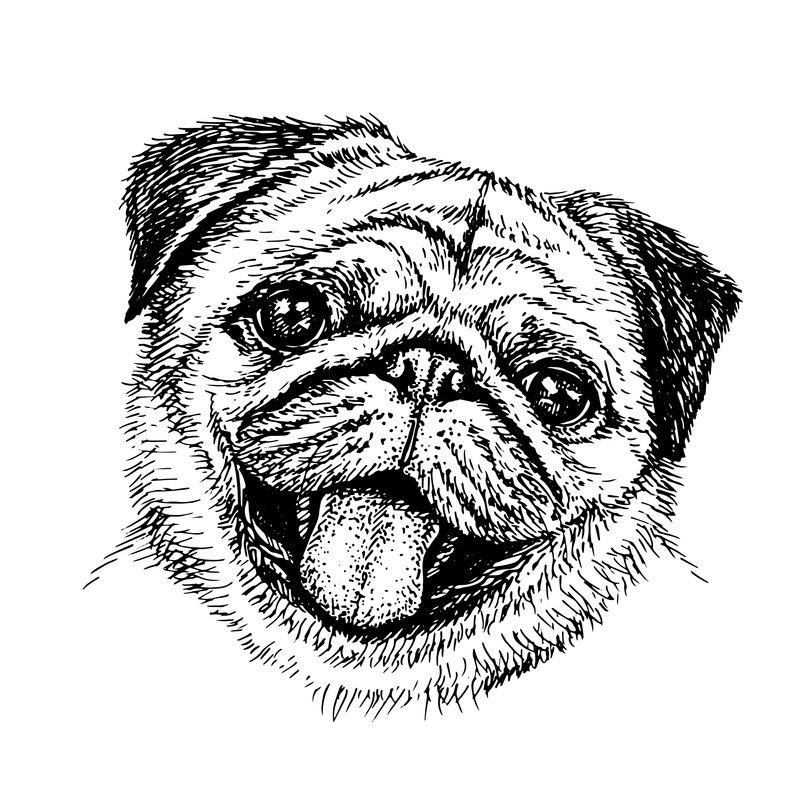 画狗的草图-可爱的哈巴狗-素描风格的狗的肖像-手绘墨水插图
