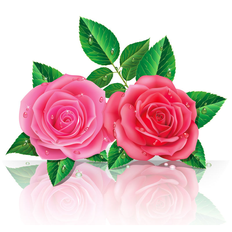 美丽的粉红色玫瑰矢量