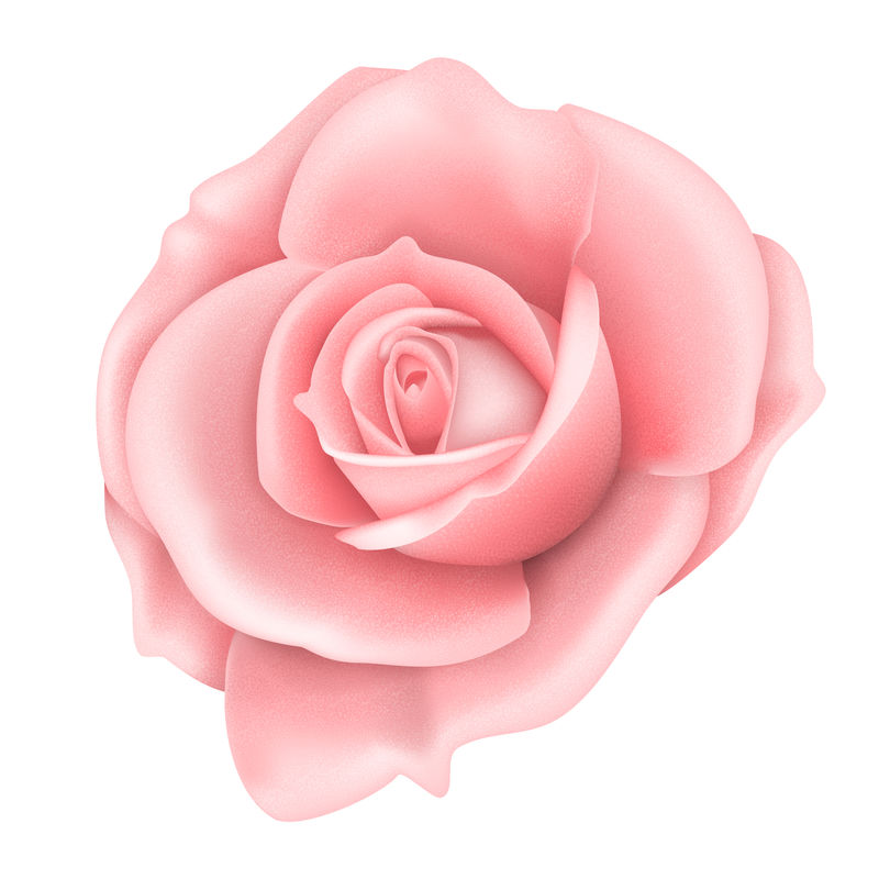 白色载体上分离的粉红色玫瑰花